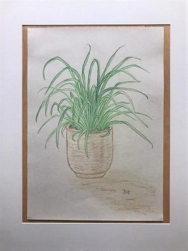 Brenda, Spider plant, Pitt pencils.